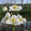  Hugues Tinguy - Sagittaria latifolia Willd. [1805]