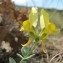  Hugues Tinguy - Linaria thymifolia DC. [1805]