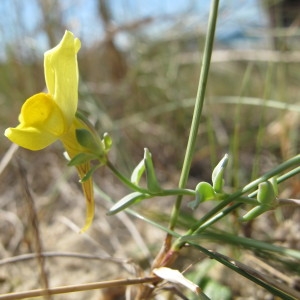 Antirrhinum thymifolium Vahl (Linaire à feuilles de thym)