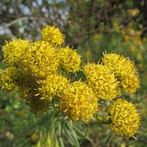 Photographie n°62263 du taxon Aster linosyris (L.) Bernh. [1800]