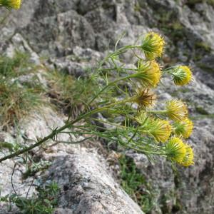 Photographie n°62264 du taxon Aster linosyris (L.) Bernh. [1800]