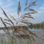  Hugues Tinguy - Phragmites australis (Cav.) Trin. ex Steud. [1840]