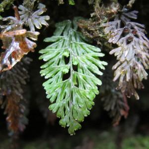 Hymenophyllum tunbrigense (L.) Sm. (Hyménophylle de Tunbridge)