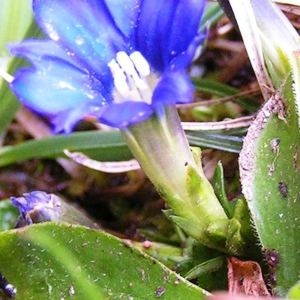 Photographie n°62271 du taxon Gentiana pyrenaica L. [1767]