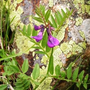 Photographie n°62272 du taxon Vicia sepium L. [1753]