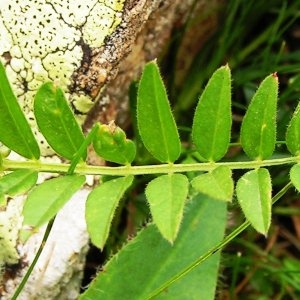 Photographie n°62275 du taxon Vicia sepium L. [1753]