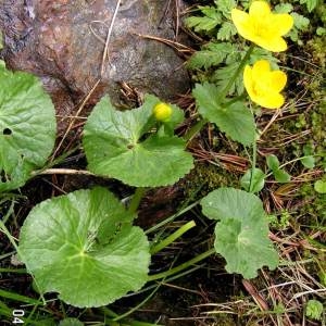 Photographie n°62282 du taxon Caltha palustris L. [1753]