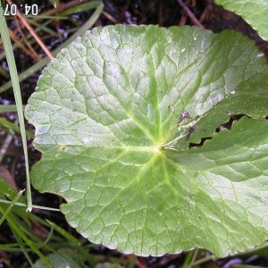 Photographie n°62283 du taxon Caltha palustris L. [1753]