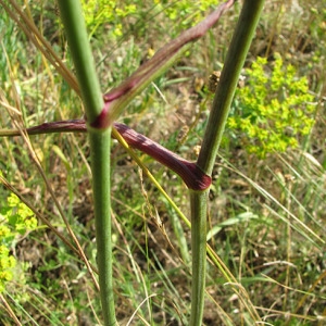  - Oreoselinum nigrum Delarbre [1800]