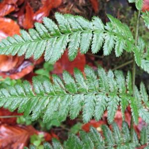 Photographie n°62300 du taxon Dryopteris remota (A.Braun ex Döll) Druce [1908]