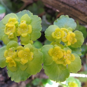 Chrysosplenium nivale Schur (Dorine à feuilles alternes)