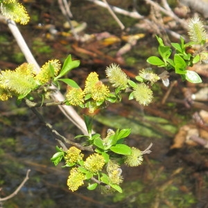  - Salix myrsinifolia Salisb. [1796]