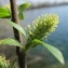  Hugues Tinguy - Salix myrsinifolia Salisb. [1796]