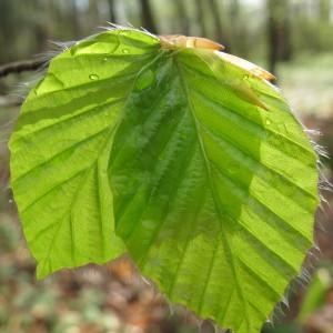 Photographie n°62315 du taxon Fagus sylvatica L. [1753]