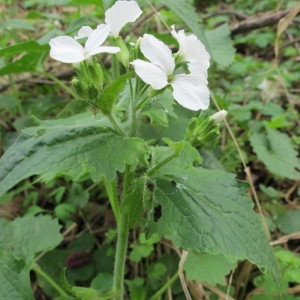 Photographie n°62323 du taxon Lunaria annua L. [1753]