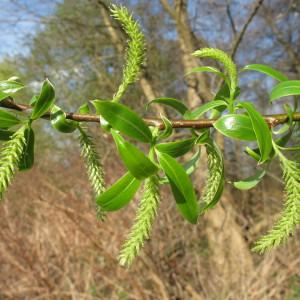 Photographie n°62324 du taxon Salix fragilis L. [1753]