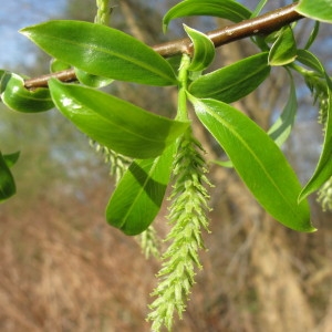 Salix fragilis n-subsp. pendula (Ser.) Bonnier & Layens (Osier jaune)