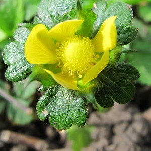 Duchesnea indica (Andrews) Focke (Fraisier à fleurs jaunes)