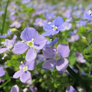 Veronica tournefortii C.C.Gmel. (Véronique filiforme)