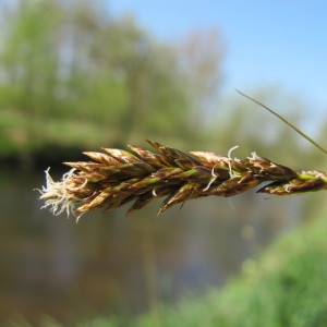 Photographie n°62335 du taxon Carex disticha Huds. [1762]