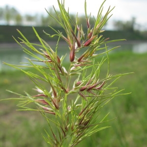 Photographie n°62338 du taxon Poa bulbosa L. [1753]