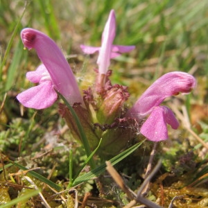 Photographie n°62342 du taxon Pedicularis sylvatica L. [1753]