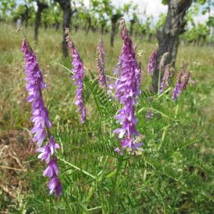 Photographie n°62347 du taxon Vicia cracca L. [1753]