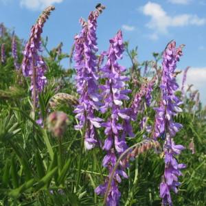 Photographie n°62350 du taxon Vicia cracca L. [1753]