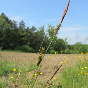 Photographie n°62355 du taxon Carex distans L. [1759]