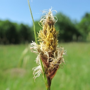 Photographie n°62357 du taxon Carex disticha Huds. [1762]