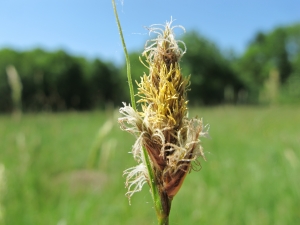 Hugues Tinguy, le  8 mai 2011 (Gresswiller (Carex hartmaniiN48 32 228 E007 24 450))