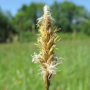Carex multiformis Thuill. (Laiche distique)