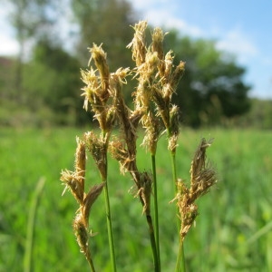  - Carex brizoides L. [1755]