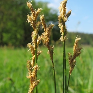 Carex enervis Dulac (Laiche fausse brize)