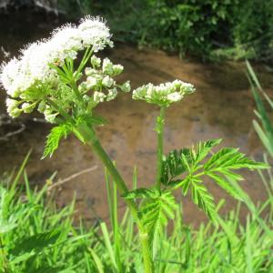 Photographie n°62362 du taxon Chaerophyllum hirsutum L. [1753]