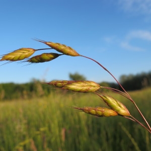 Photographie n°62369 du taxon Bromus racemosus L. [1762]