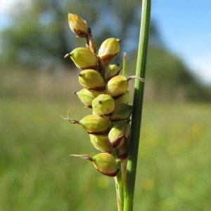 Photographie n°62370 du taxon Carex panicea L. [1753]