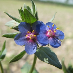 Photographie n°62375 du taxon Anagallis foemina Mill. [1768]