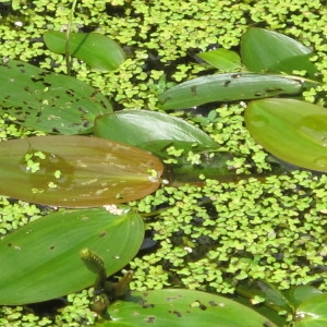 Photographie n°62380 du taxon Potamogeton natans L. [1753]