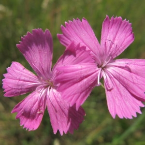 Photographie n°62384 du taxon Dianthus carthusianorum L. [1753]