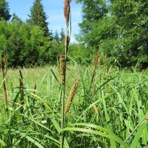 Photographie n°62388 du taxon Carex riparia Curtis [1783]