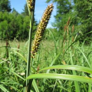 Photographie n°62389 du taxon Carex riparia Curtis [1783]