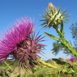 Photographie n°62398 du taxon Onopordum tauricum Willd. [1803]