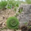  Hugues Tinguy - Medicago orbicularis (L.) Bartal.