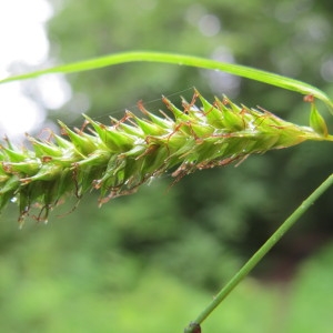 Edritria laevigata (Sm.) Raf. (Laiche lisse)