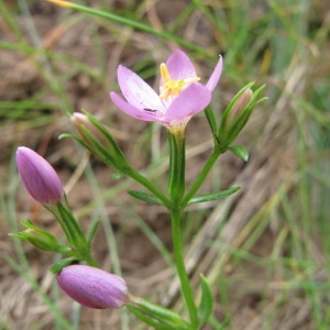 Erythraea scilloides (L.f.) Chaub. ex Puel