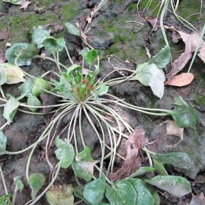 Photographie n°62416 du taxon Cochlearia anglica L. [1759]