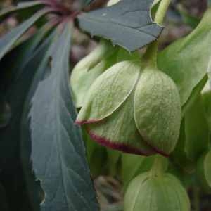 Photographie n°62444 du taxon Helleborus foetidus L. [1753]