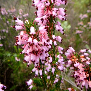 Photographie n°62446 du taxon Erica multiflora L. [1753]