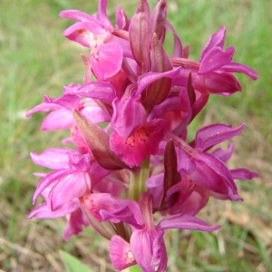 Dactylorhiza latifolia Soó (Orchis à larges feuilles)